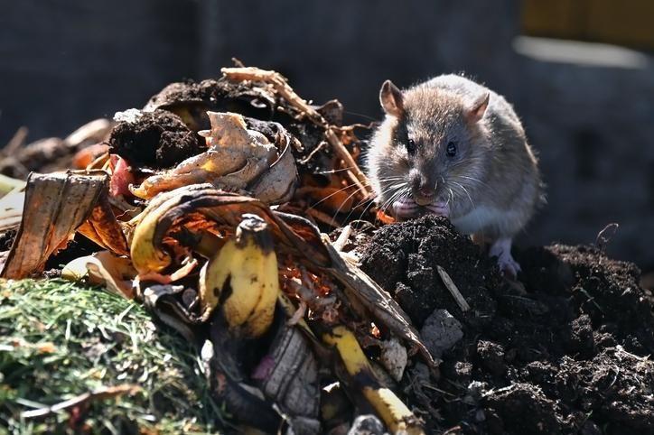 A brown rat foraging on a compost pile of organic waste, including banana peels, decaying leaves, and soil.