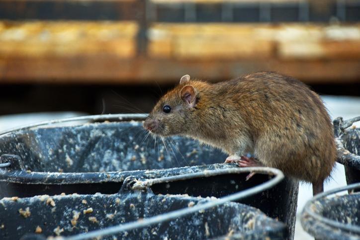 A brown rat perched on the rim of a dirty black bucket, looking to the left.