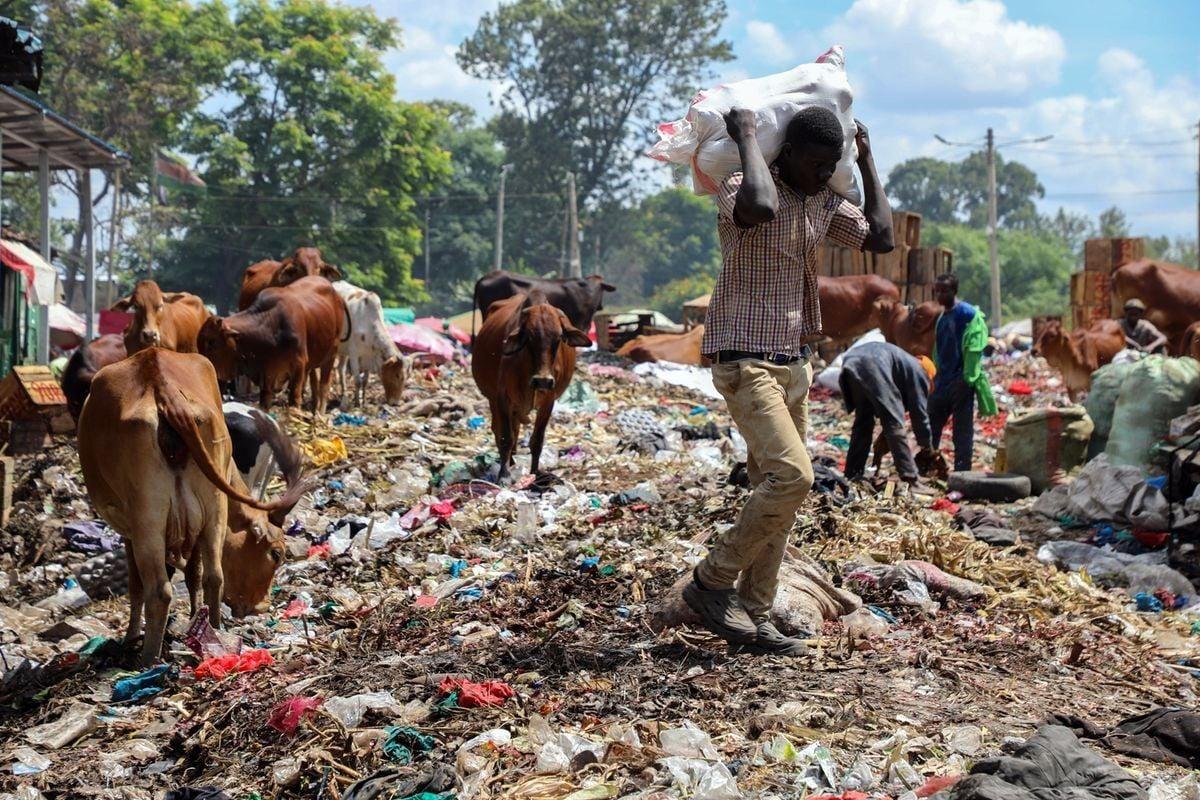 A man walks through a large outdoor garbage dump carrying a heavy white sack on his shoulders, while several brown cattle forage for food in the background.