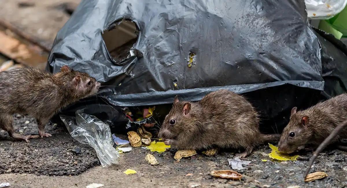 Three large brown rats foraging for food scraps on the ground next to a torn black plastic garbage bag.