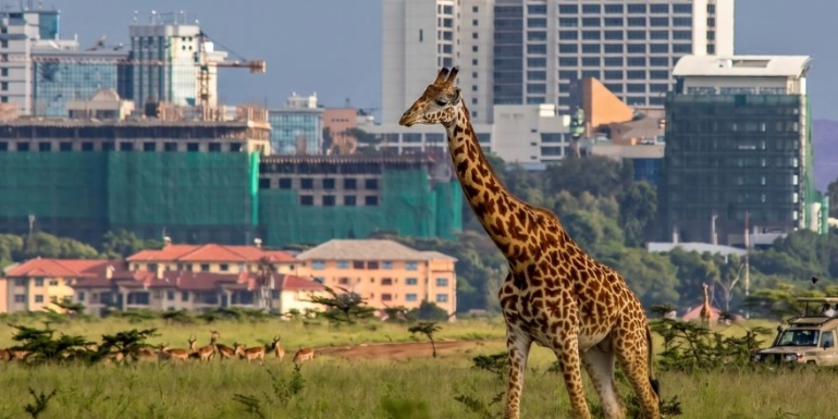 A single giraffe stands in a grassy savanna foreground, with the modern Nairobi city skyline, including distinctive high-rise buildings, rising directly behind it under a soft, overcast sky.