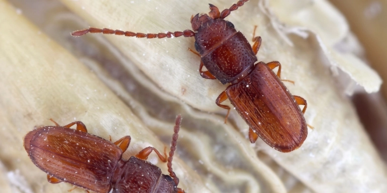 A top-down macro shot of two small, reddish-brown grain beetles crawling on textured, light-tan dried husks.