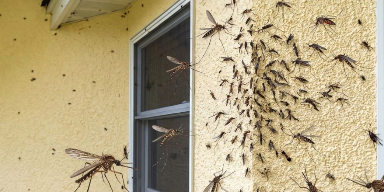 A swarm of mosquitoes resting and flying around the yellow textured exterior wall and window of a house.
