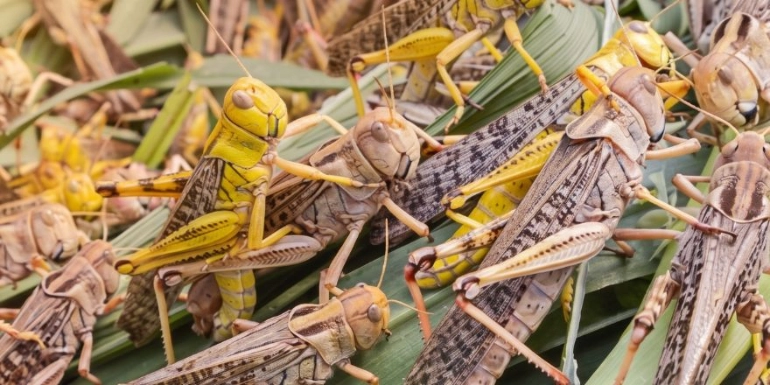 A dense swarm of brown and yellow desert locusts clustered on bright green palm leaves.